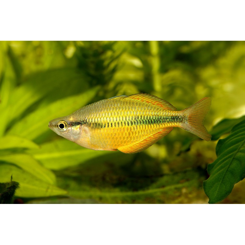 Yellow Rainbowfish