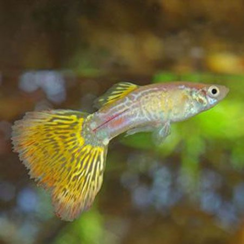 Yellow Snakeskin Guppy (male)
