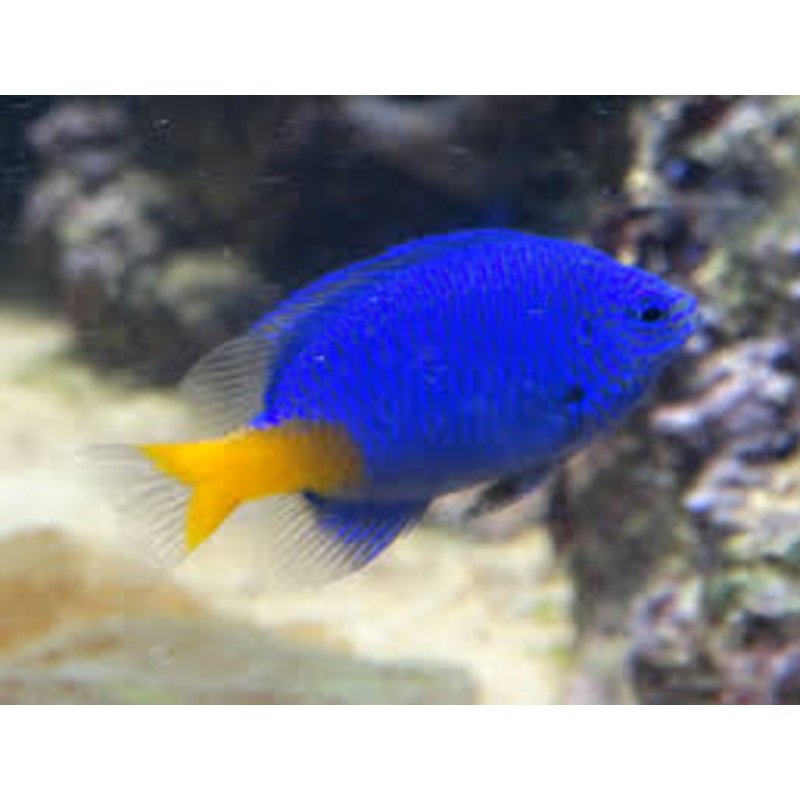 Yellow Tail Blue Damsel - Chrysiptera parasema