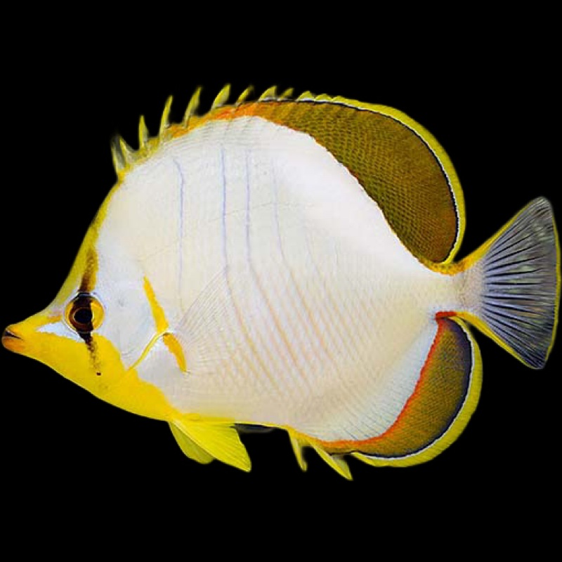Yellowhead Butterflyfish