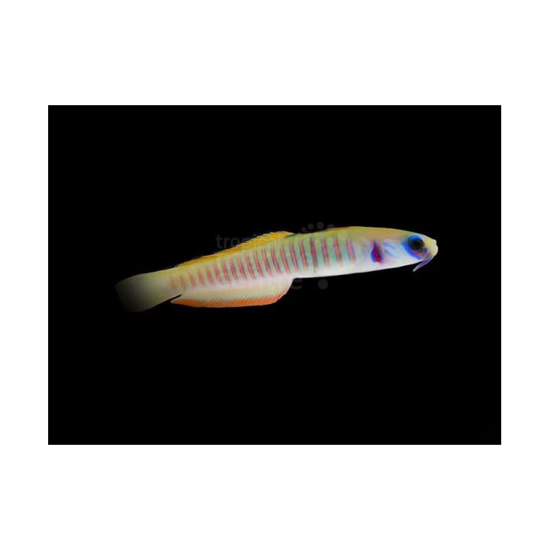 Zebra Barred Dartfish - PTERELEOTRIS ZEBRA