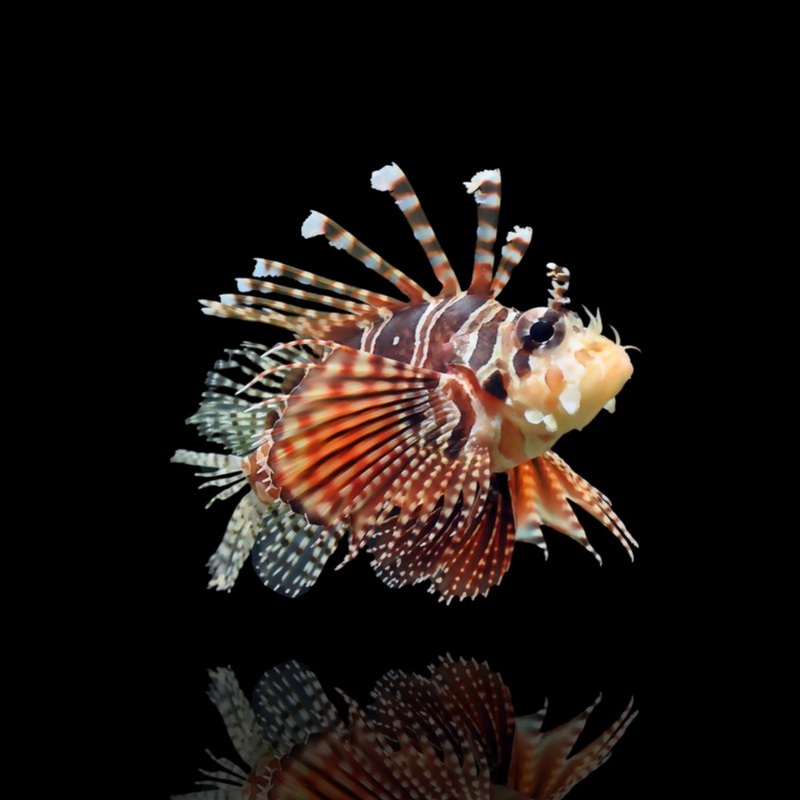 Zebra Lionfish - DENDROCHIRUS ZEBRA