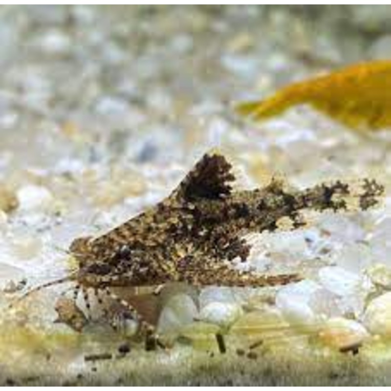 Anchor Catfish