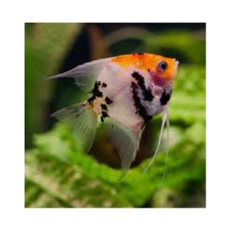 Angelfish Red Devil