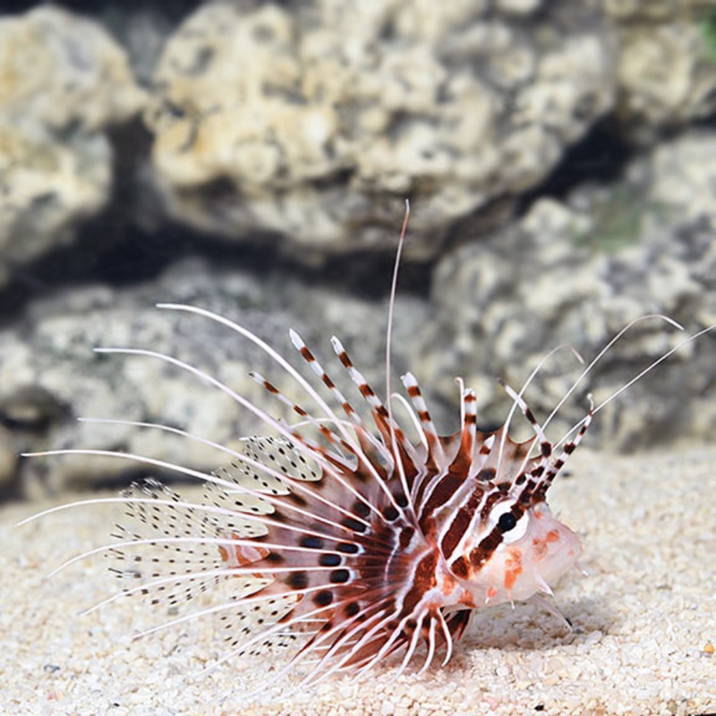 Antennata Lionfish (PTEROIS ANTENATA)