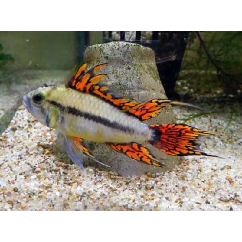 Apistogramma Cacatuoldes "Triple Red"