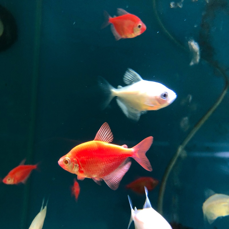 Assorted GloFish