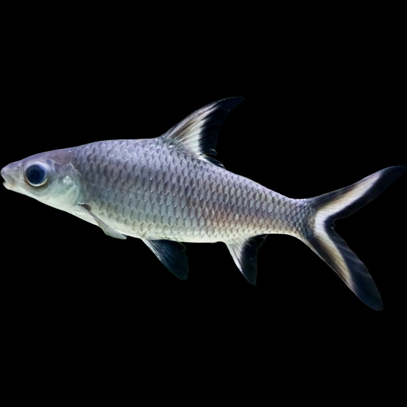 Bala Shark 3.5"