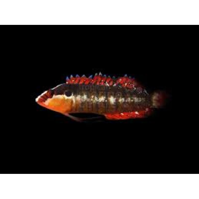 Banded Longfin Dottyback (Belonepterygion fasciolatum)