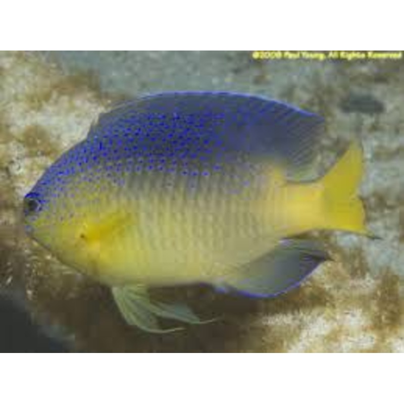 Beau Gregory Damsel (Stegastes leucostictus)