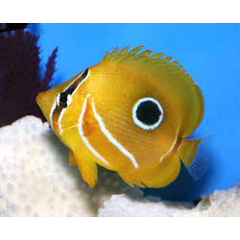 Bennett's Butterfly Fish (CHAETODON BENNETTI)
