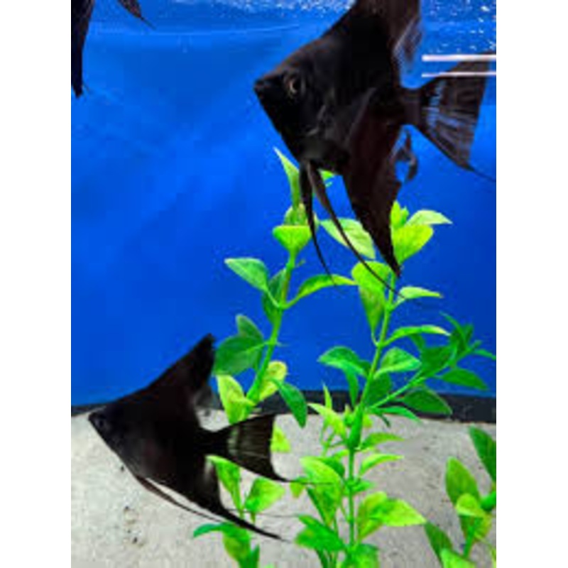 Black Angelfish