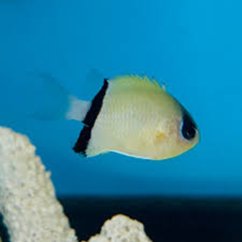 Black Bar Chromis (Chromis retrofasciata
