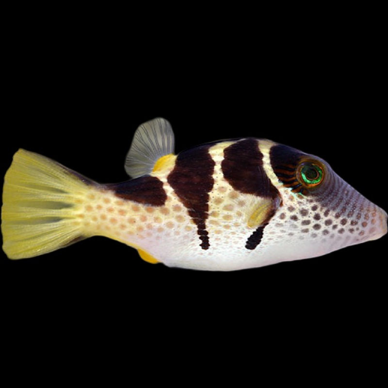 Black Saddled Toby Puffer - Canthigaster valintini