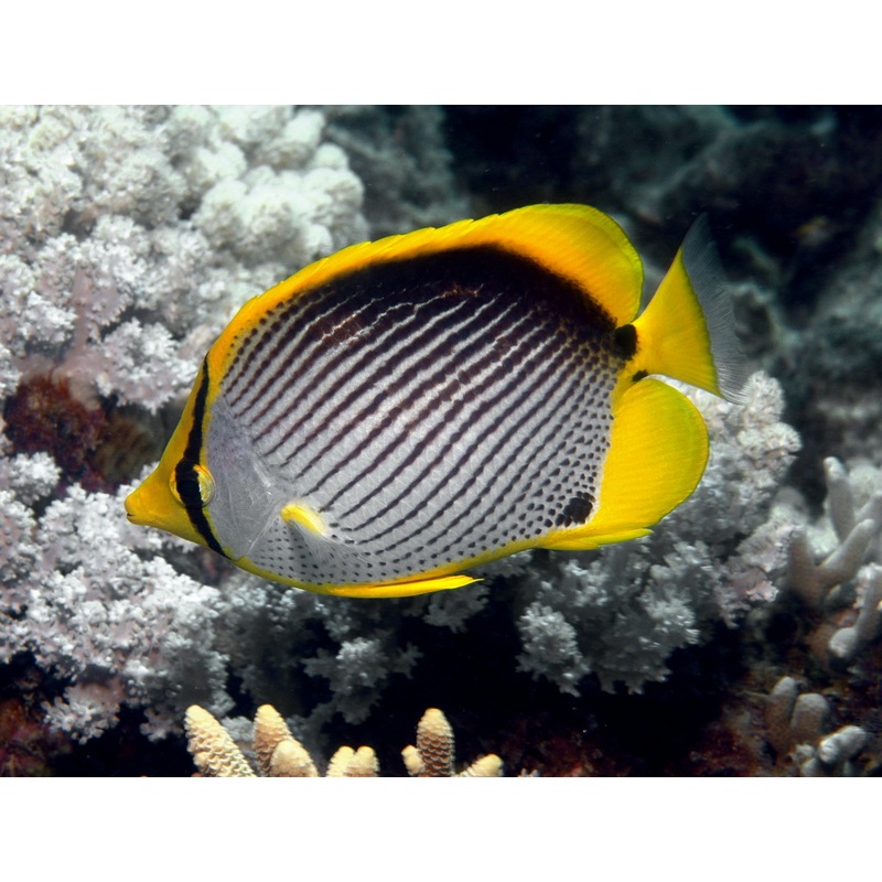 Blackback Butterflyfish (CHAETODON MELANOTUS)