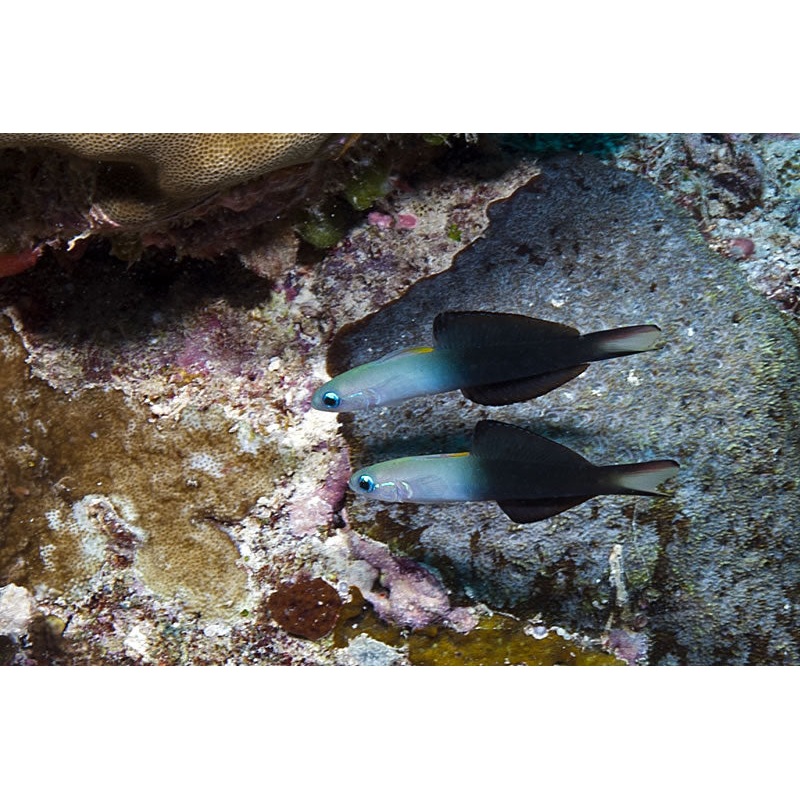 Blackfin Dartfish - Pteroleothis evides
