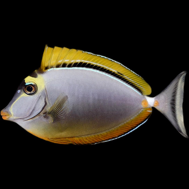 Blonde Naso Tang - NASO ELEGANS - Red Sea