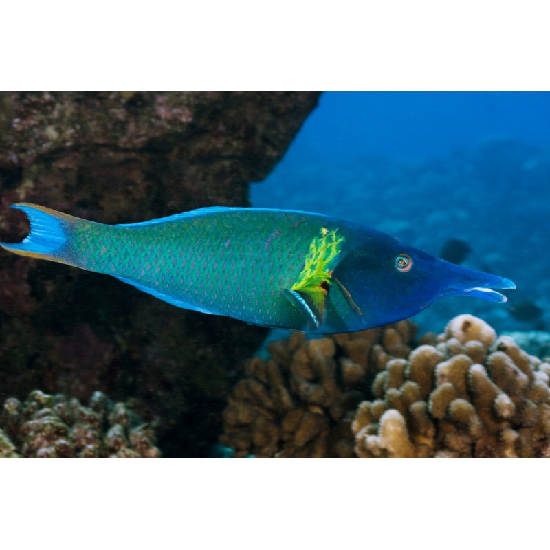 Blue Bird Wrasse