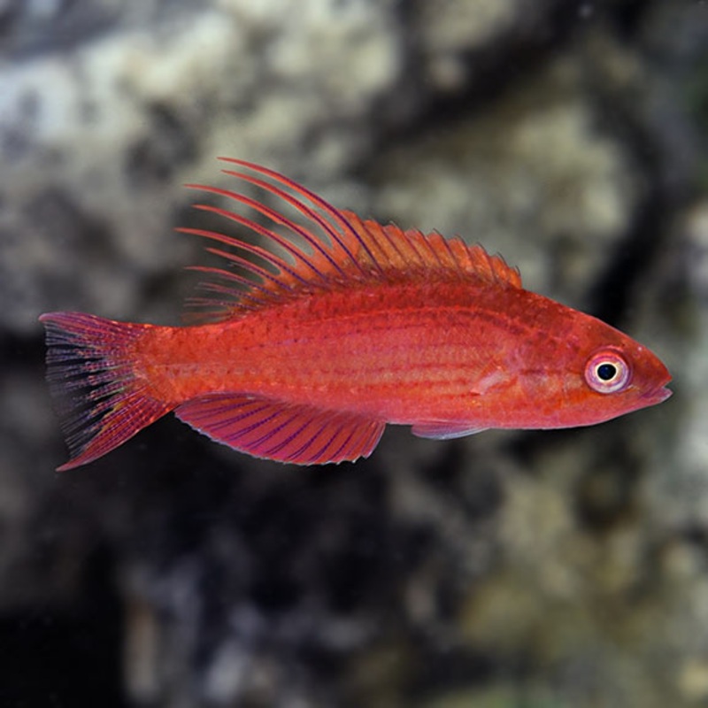 Blue Flasher Wrasse (Paracheilinus cyaneus)