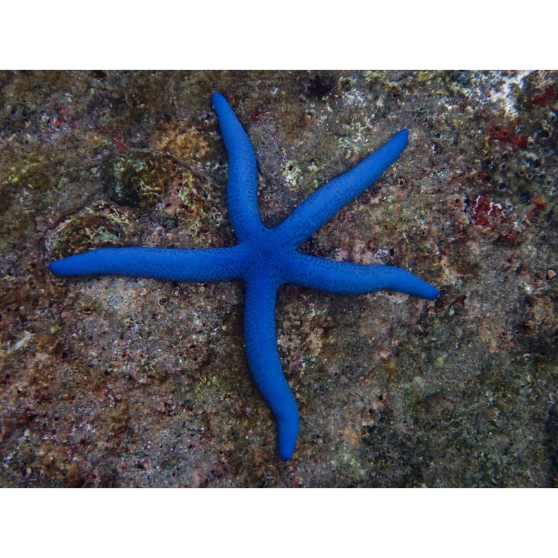 Blue Linkia Starfish (LINCKIA LAVIGATA)