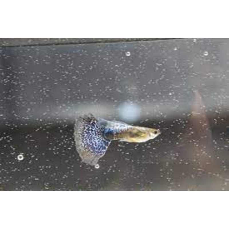 Blue Platinum Mosaic Guppy Male