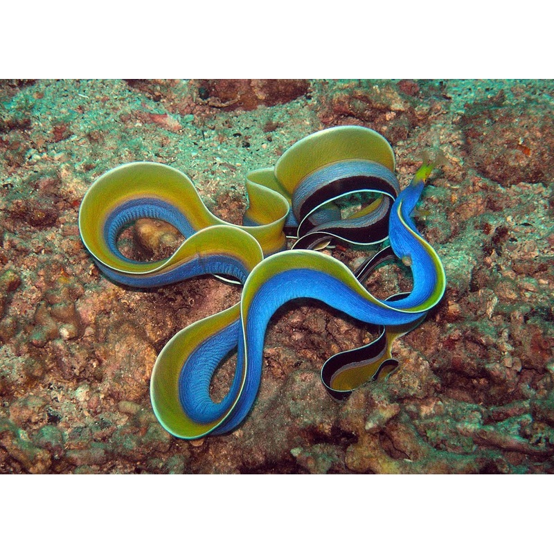 Blue Ribbon Eel EXPERT ONLY - Rhinomuraena quaesita