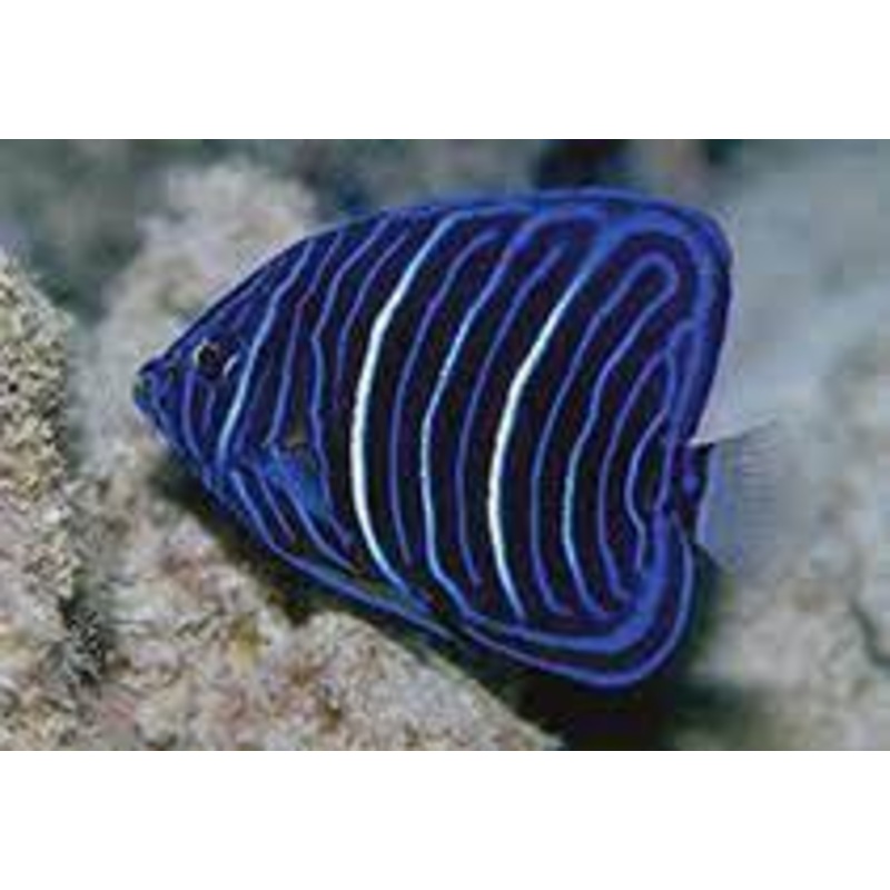 Blue Ring Angelfish (POMACANTHU ANULARIS)