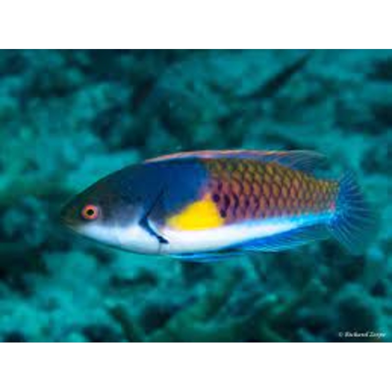 Blue Sided Fairy Wrasse (Cirrhilabrus cyanopleura)
