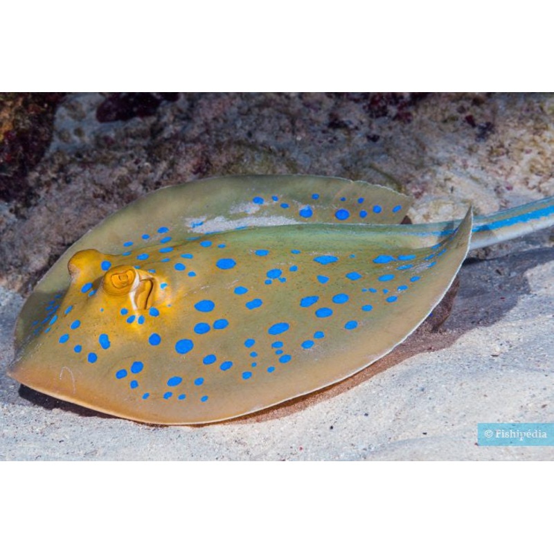 BLUE SPOTED RAY (TAENIURA LYMMA)
