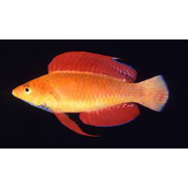 Blue Throat Fairy Wrasse (Cirrhilabrus cyanogularis)