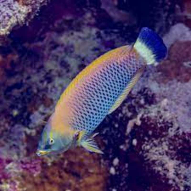 Chiseltooth Wrasse (Pseudodax moluccanus) JUV Color