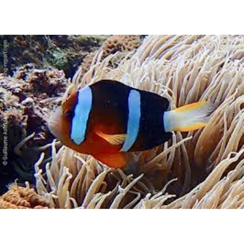 Clarkii Clownfish (AMPHIPRION CLARCKI)