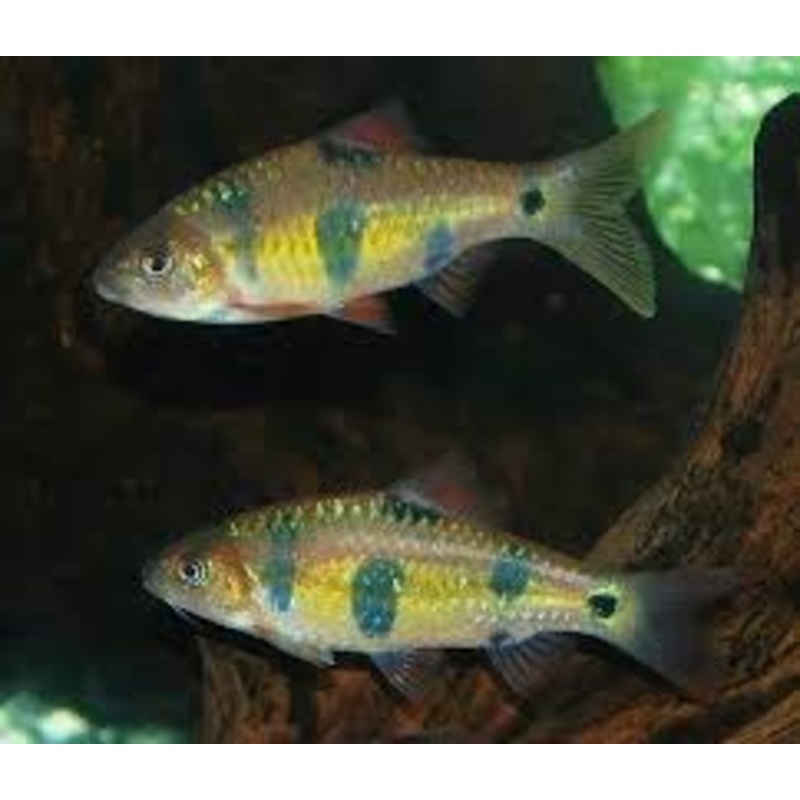 Clown Barb