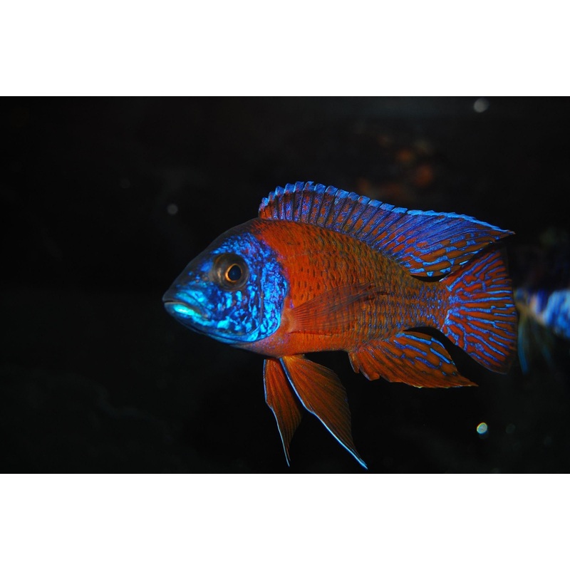 Clown Ruby Red Peacock Male