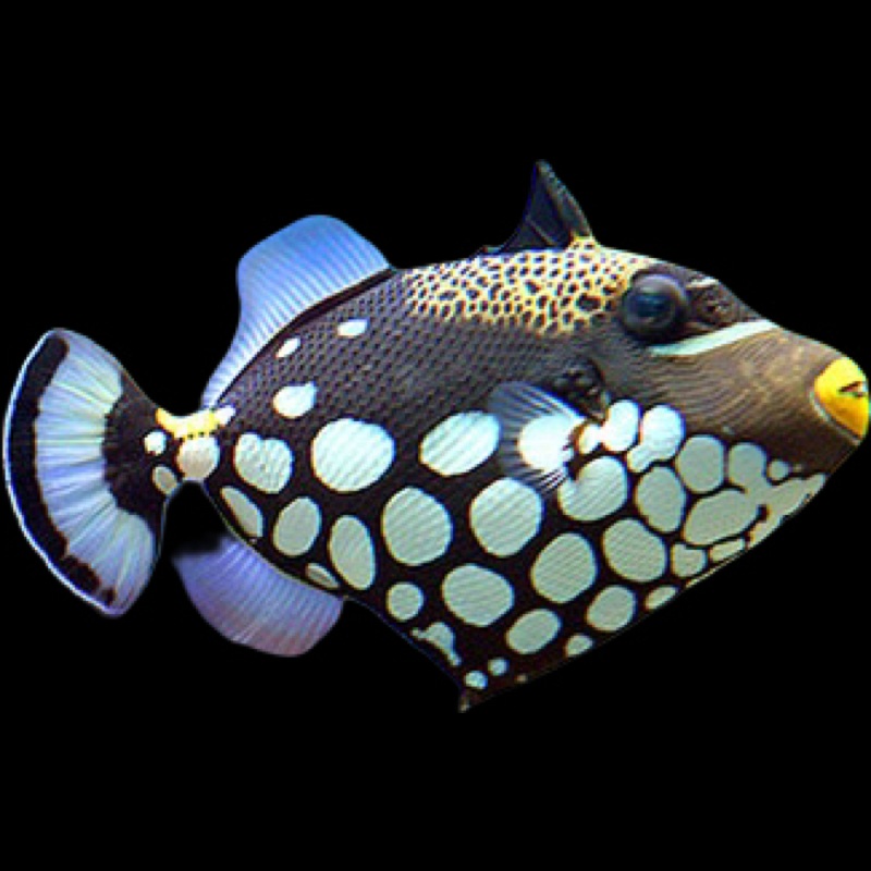 Clown Trigger - Balistoides conspicillum