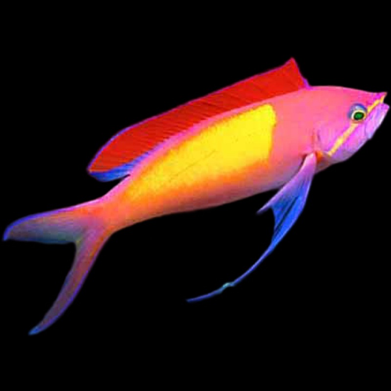 Disbar Anthias - PSEUDOANTHIAS DISPAR