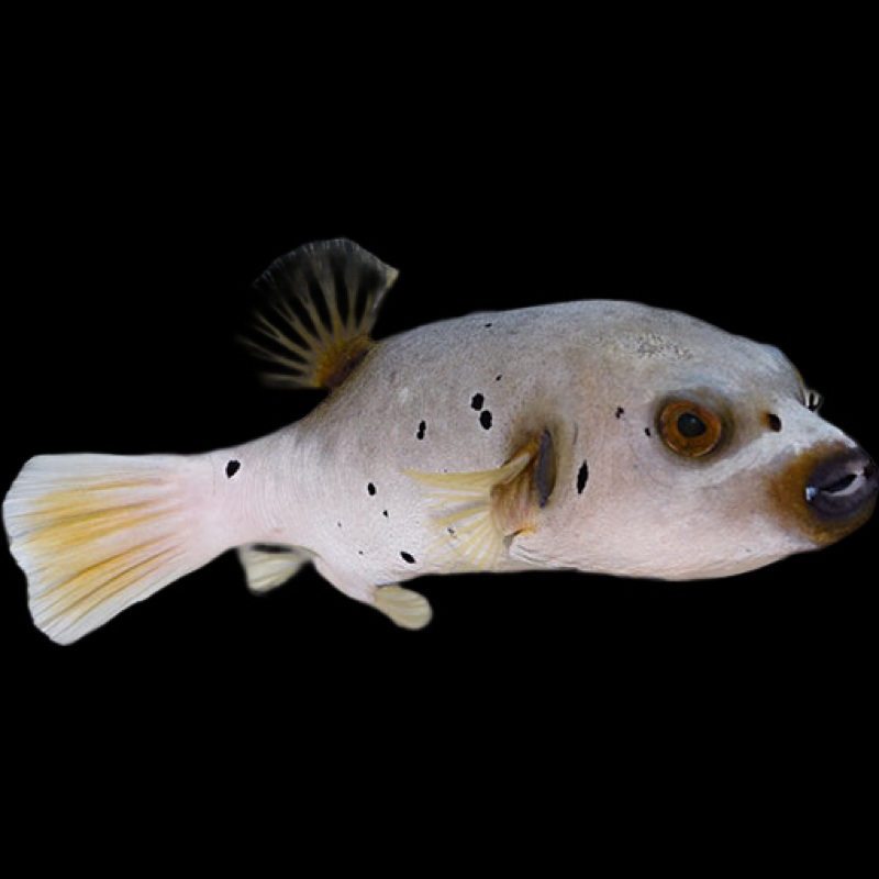 Dogface Puffer (AROTHRON NIGROPUNCTATUS)