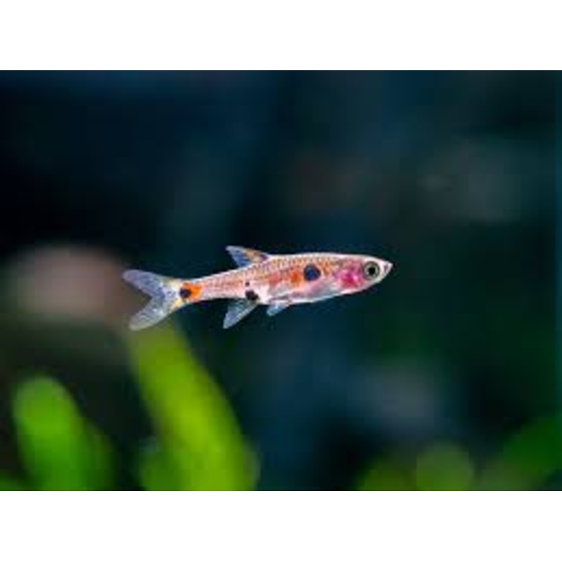 Dwarf Spotted Rasbora
