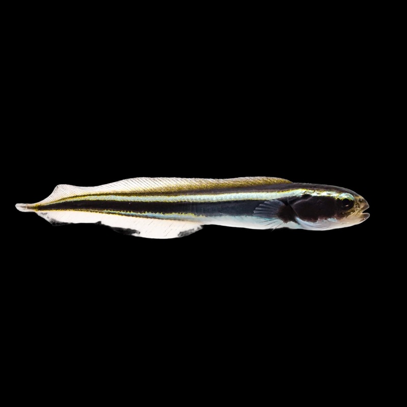 Engineer Goby (PLELICTHYS LEUCOTAENIA)