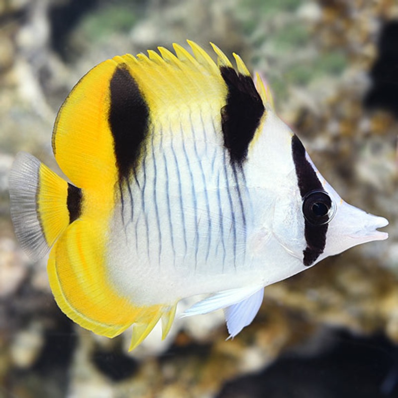 Falcula Butterflyfish - Chaetodon falcula