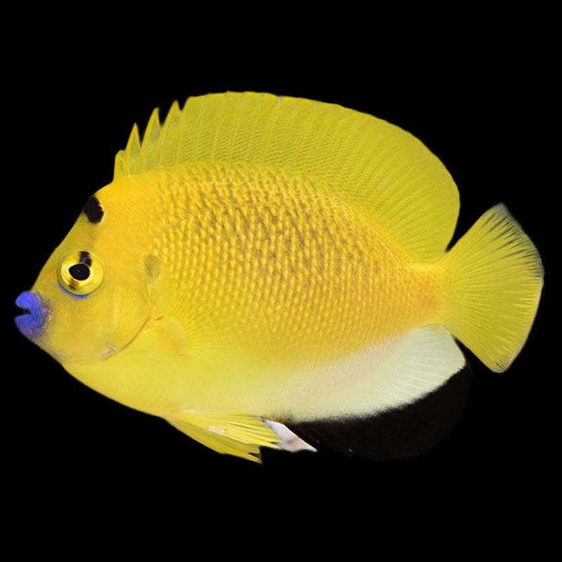 Flagfin Angelfish (APOLEMICHTHYS TRIMACULATUS)