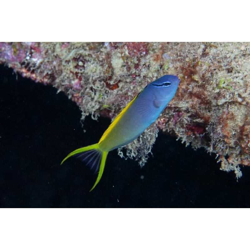 Forktail Blenny - Meiacanthus altrodorsalis