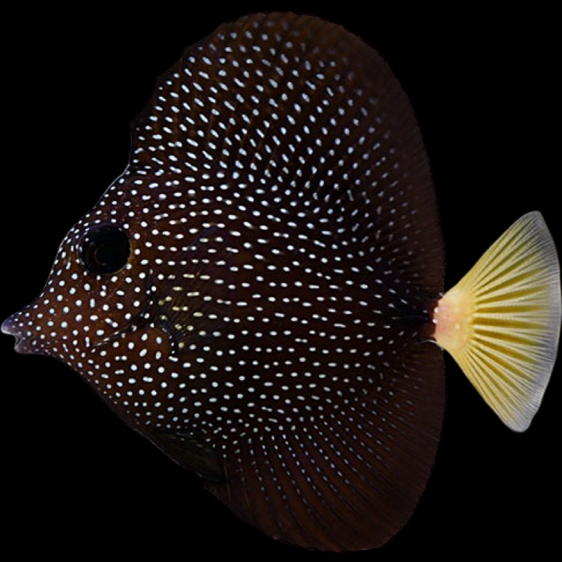 Gem Tang - Zebrasoma gemmatum