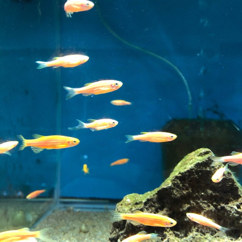 glo Barbs Assorted