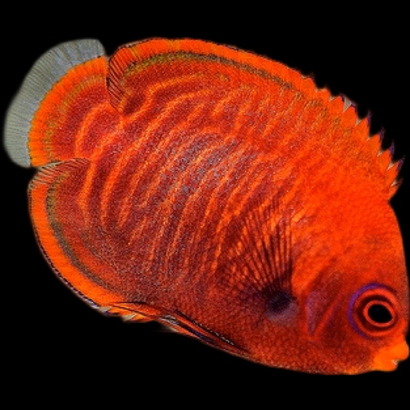 Golden Angelfish - Centropyge aurantia