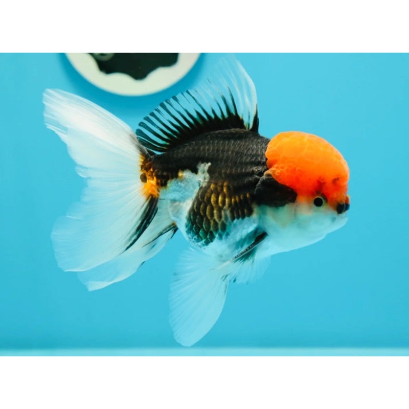 Grade A  Red Head Panda Oranda 6 inches