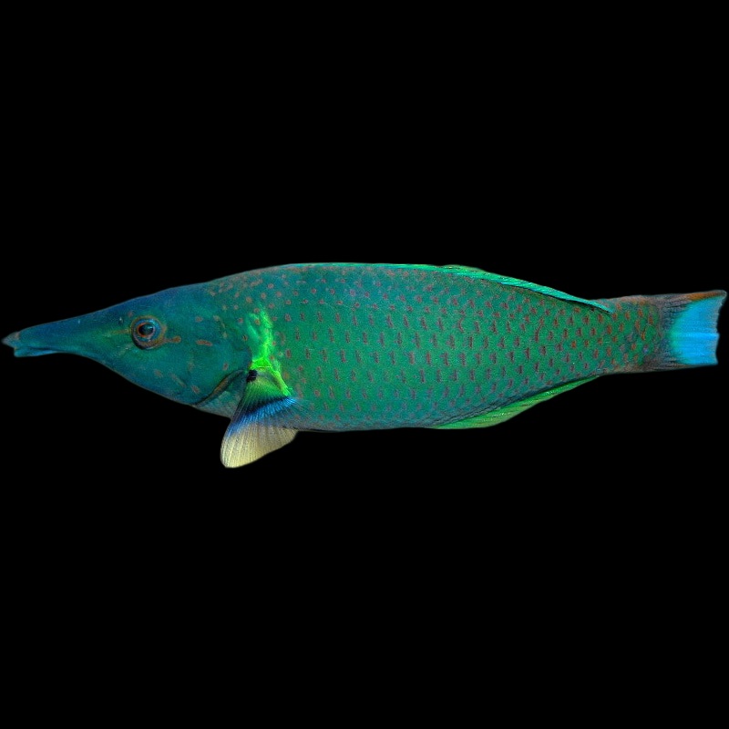 Green Bird Wrasse Male - Halichoeres Chloropterus
