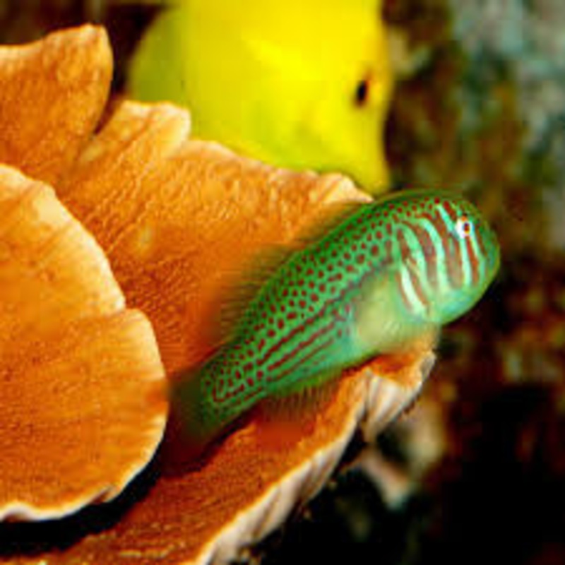 Green Clown Goby - Gobiodon rivulatus