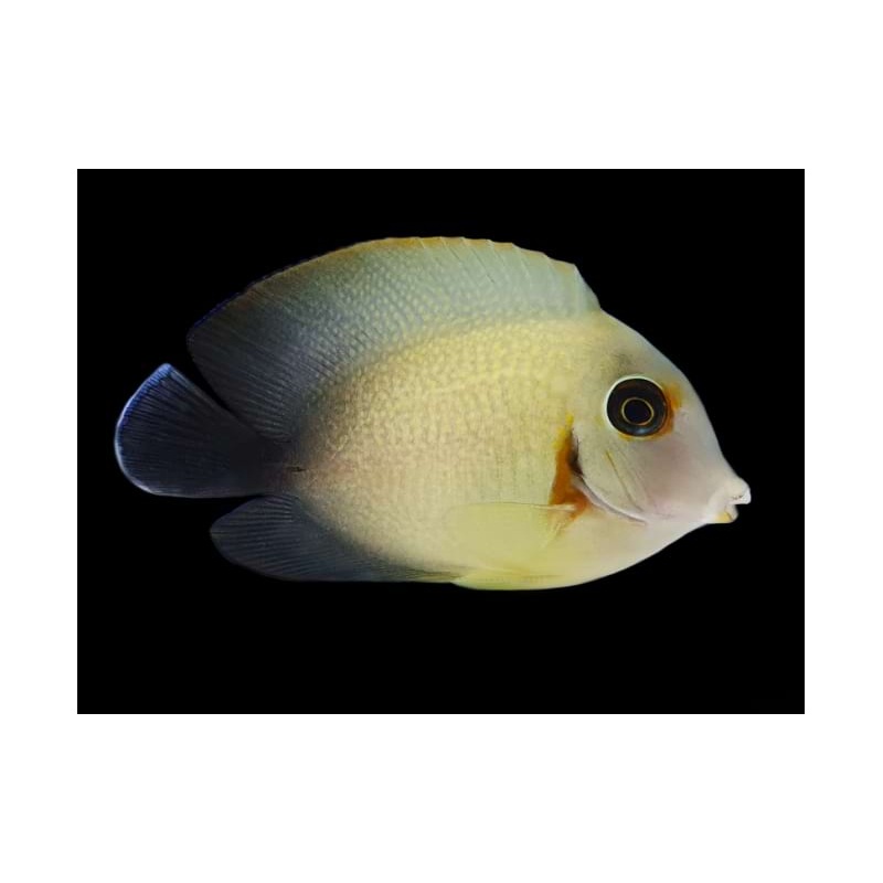 Half Black Mimic Tang (Acanthurus chronixis)