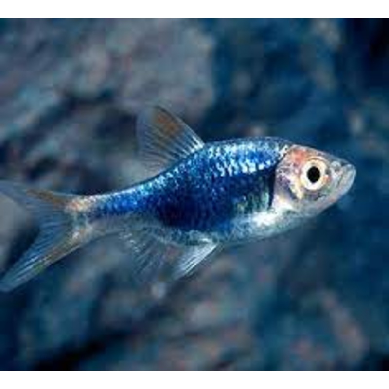Harlequin Black Rasbora